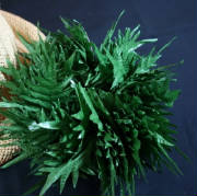 HALAULEILEATHERFERN.jpg