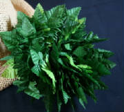 HALAULEILEATHERFERN.jpg